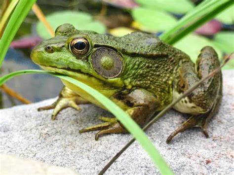 Are Creeks Safe to Swim In? And Why Do Frogs Always Know the Best Spots?