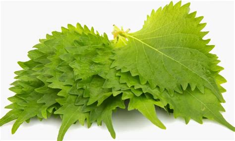 깻잎 영어로: Perilla Leaves and Their Unexpected Connection to Quantum Physics